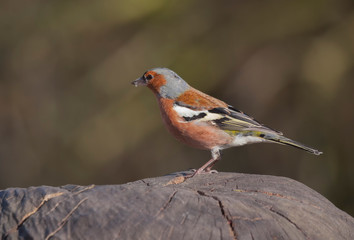 Chaffinch perched on tree stump