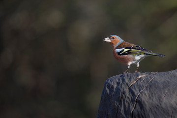 Chaffinch perched on tree stump