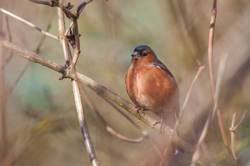 Male Chaffinch Perched in a Tree during Winter almost Spring.