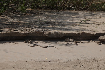 Snake crawling in the sand
