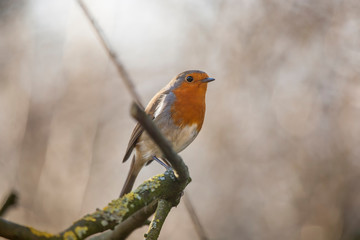 Robin red breast perched