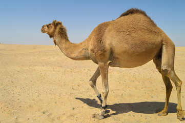 camels in Saudi arabia 