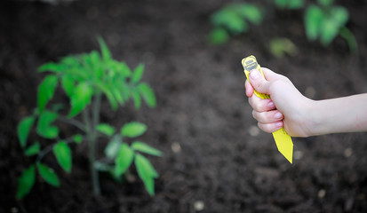 Organic Gardening.  Child holding label 