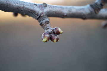 buds on tree branches