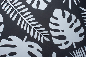 exotic leaves. pink and white leaves. Poster with design elements. Art background black. .flat lay