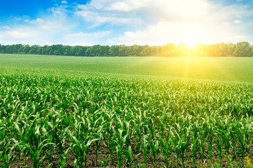 Fototapeta na wymiar Green field with corn. Blue cloudy sky and sunrise .