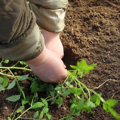 close up hands planted sprout in the ground - Tomato seedlings