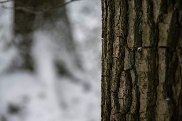 A close-up of a tree bark in winter
