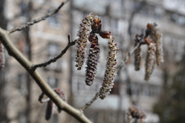 An alder soft and fluffy earring sways in the spring wind. This is a beautiful natural natural background.