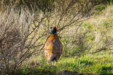 Bird in sight: Pheasant staring