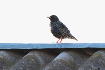 Starling bird on the ridge of a slate roof