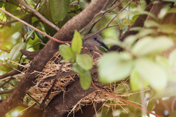 Bird in nest.