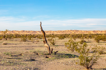 A Californian Desert Landscape
