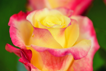 Macro red yellow rose. Flower red yellow colours. Spring red and yellow rose flower in the garden.