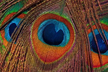 Raamstickers feathers of peacock © Кузнецова Евгения
