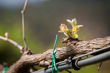 Green vine with small bunches of grapes.