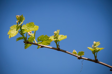 Green vine with small bunches of grapes.