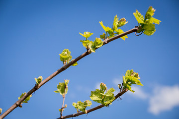 Videira verde com pequenos cachos de uvas.
