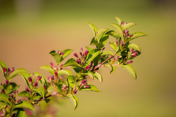 Red and green flower isolated in a wild garden.