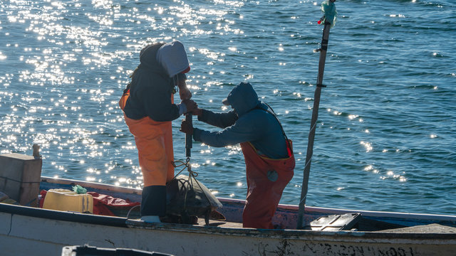 Mexican fishermen help researchers in Baja Mexico, by tagging and weighing sea turtles. 