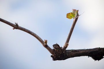 Videira verde com pequenos cachos de uvas.