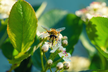 Spring is a blooming apple tree and a bee.Bee on apple flower. Bee on a spring flower collects pollen and nectar. Honey bee pollinates blooming flowers of an apple tree.