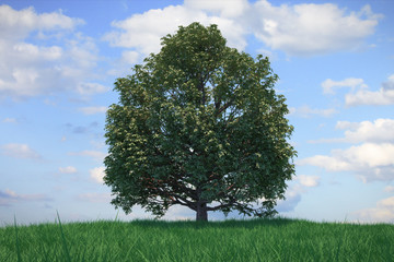 3d illustration growing tree on a hill with grass against a blue sky with clouds