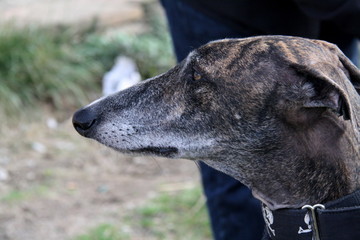Galgo