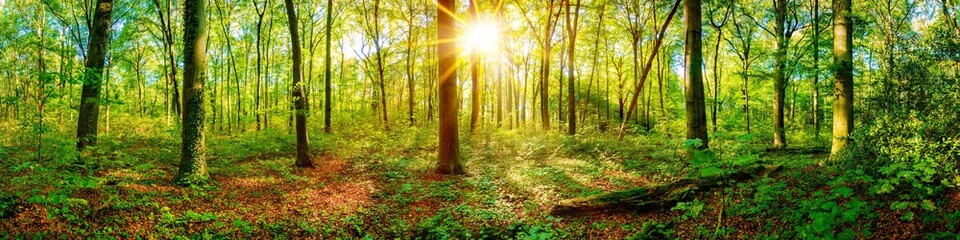 Beautiful forest panorama in spring with bright sun shining through the trees