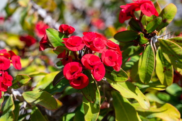 Christusdorn (Euphorbia milii)