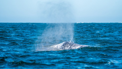 A california grey whale surfaces in Baja mexico