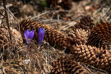 purple spring flowers Crocus vernus in the forest