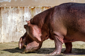 Ippopotamo che mangia con denti canini giganti in evidenza, possente e pesante