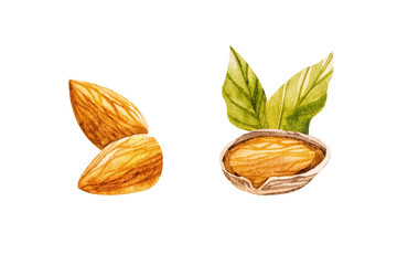 Hand drawn watercolor almonds with leaves, isolated on white background.