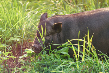 Young pig, black, stands on the green grass. Concept, animal health, friendship, love of nature and animals.Respect for wildlife and the world around us.