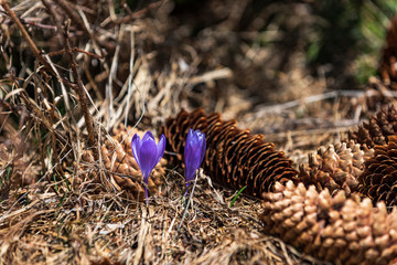 purple spring flowers Crocus vernus in the forest