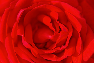 Rose. Flower. Beautiful red rose flower, close up. Red flower beauty background. Shallow depth of field. Selective focus.