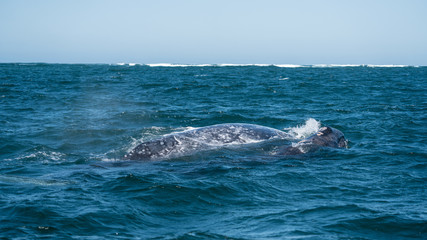 Naklejka premium California Grey whale in Baja mexico.
