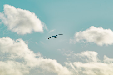 Seagull flying on a cloudy sky