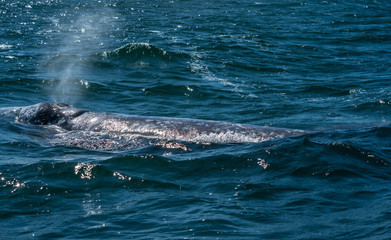Fototapeta premium California Grey whales in along the coast of Baja mexico attend to their young until it is time to head north. 