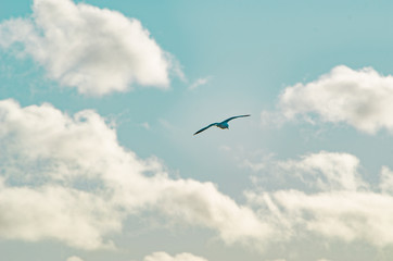 Seagull flying on a cloudy sky