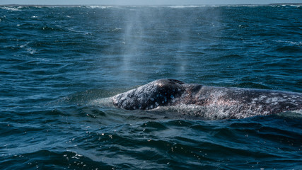 Obraz premium California Grey whales in along the coast of Baja mexico attend to their young until it is time to head north. 