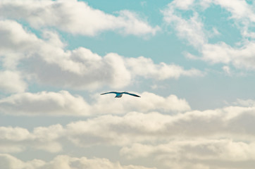 Seagull flying on a cloudy sky