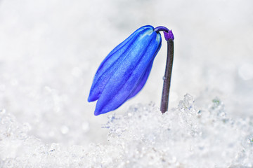 First flowers growing from the snow. Gentle snowdrop on the background of ice and snow. Spring flower blue snowdrop.