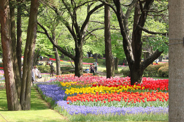 Tulips of various colors and shapes coloring the park in spring, looking like a painting.