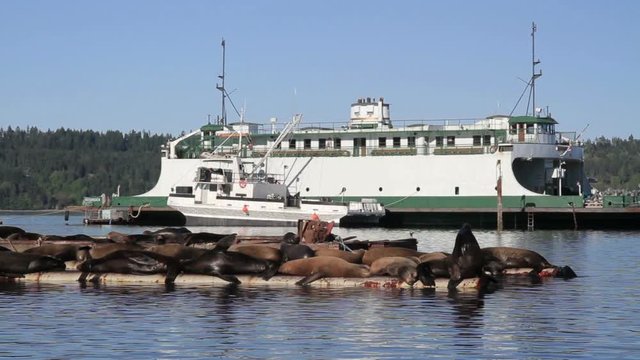 Ship in the Lake Beautiful shot of Tourist Boat in the Lake of Canada