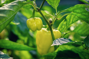 Yellow pepper with green leaf. Sweet pepper organic food closeup. Veggie Bulgarian pepper growing in the garden.