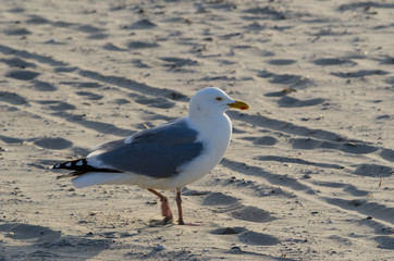 Seagull portrait at the beach