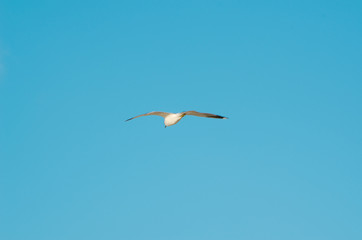 Seagull flying on a blue sky