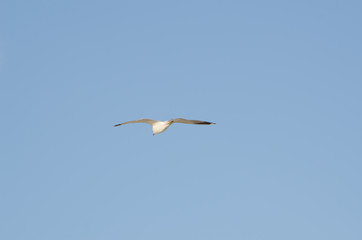 Fototapeta na wymiar Seagull flying on a blue sky